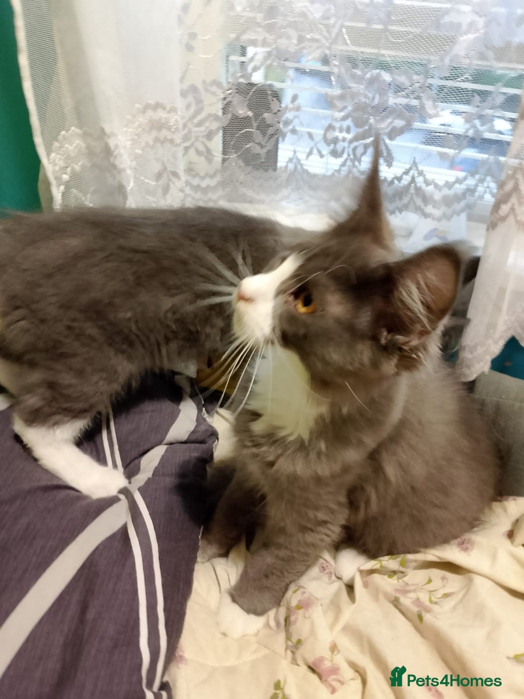 Maine Coon cats for sale: Two beautifull Maine conn boys - Image 6