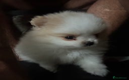 Pomeranian dogs for sale: KC Reg Pomeranian Girls - Image 32