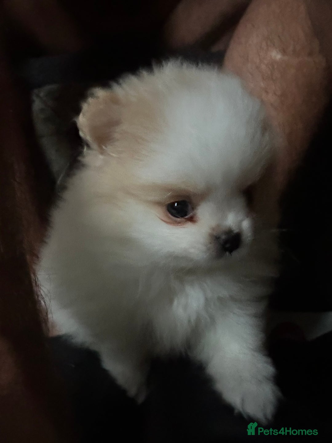 Pomeranian dogs for sale: KC Reg Pomeranian Girls - Image 32