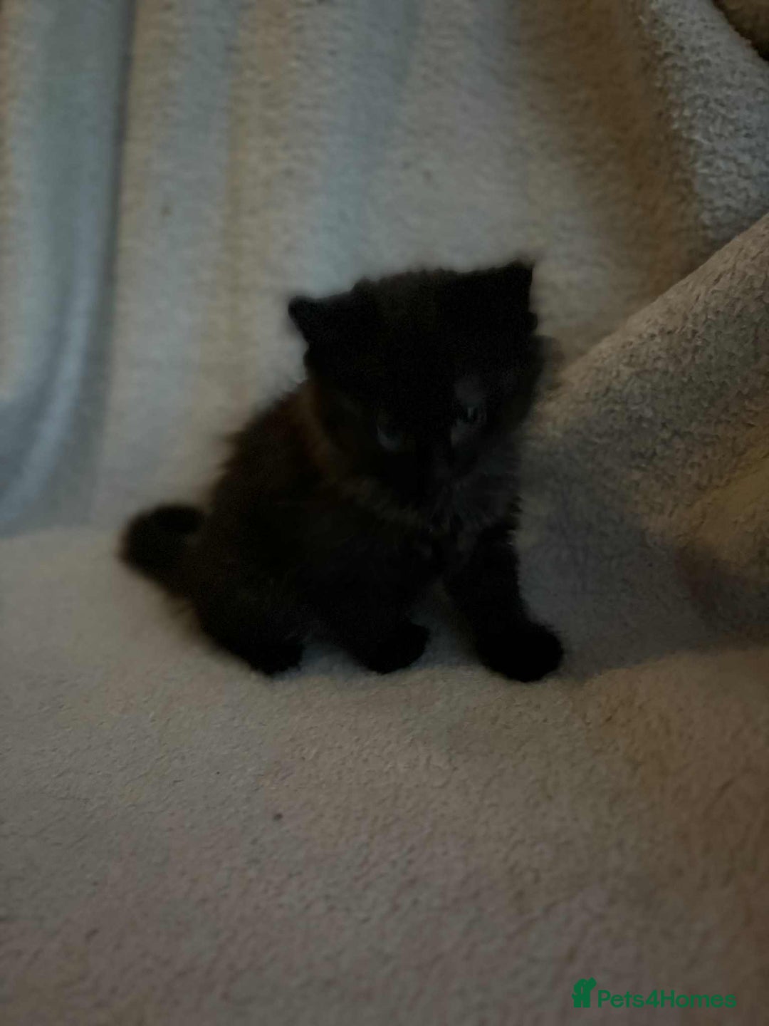 Mixed Breed cats for sale: Kittens looking for homes  - Advert 5