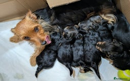 Yorkshire Terrier dogs for sale: 4 week old miniature Yorkshire terriers, 7 males  - Image 20