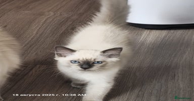 Ragdoll cats - Advert 12
