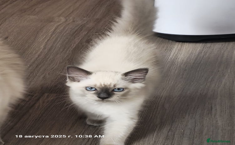 Ragdoll cats - Advert 3