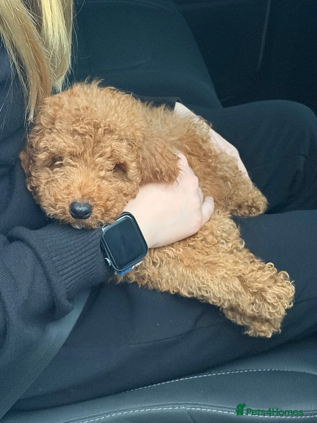 Poodle dogs for sale: Miniature poodle in Manchester - Advert 4