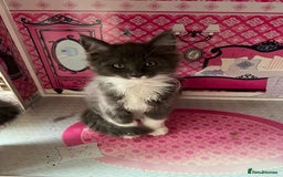 Maine Coon cats for sale: 3 Beautiful Main Coon - Image 9