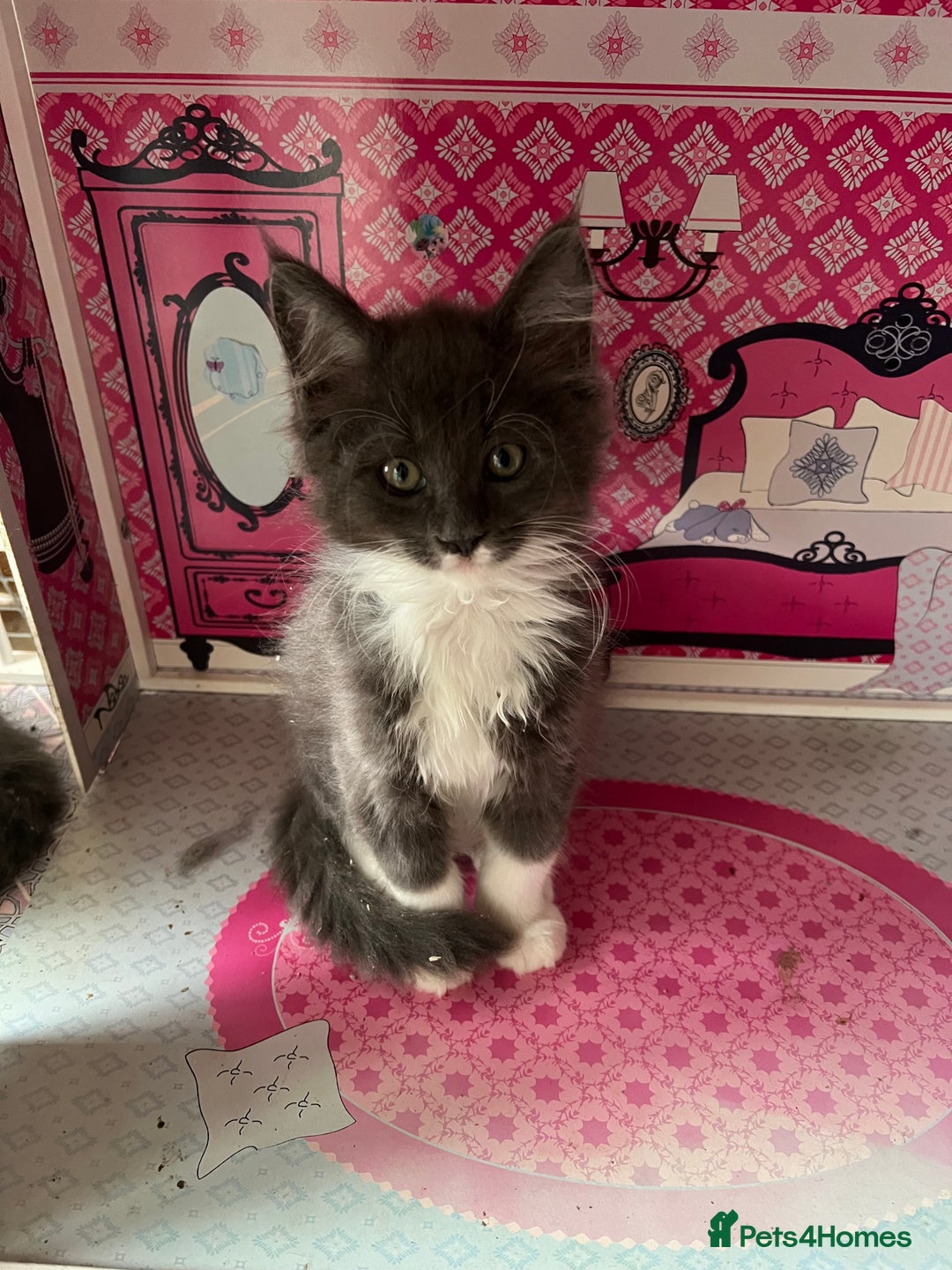 Maine Coon cats for sale: 3 Beautiful Main Coon - Image 9