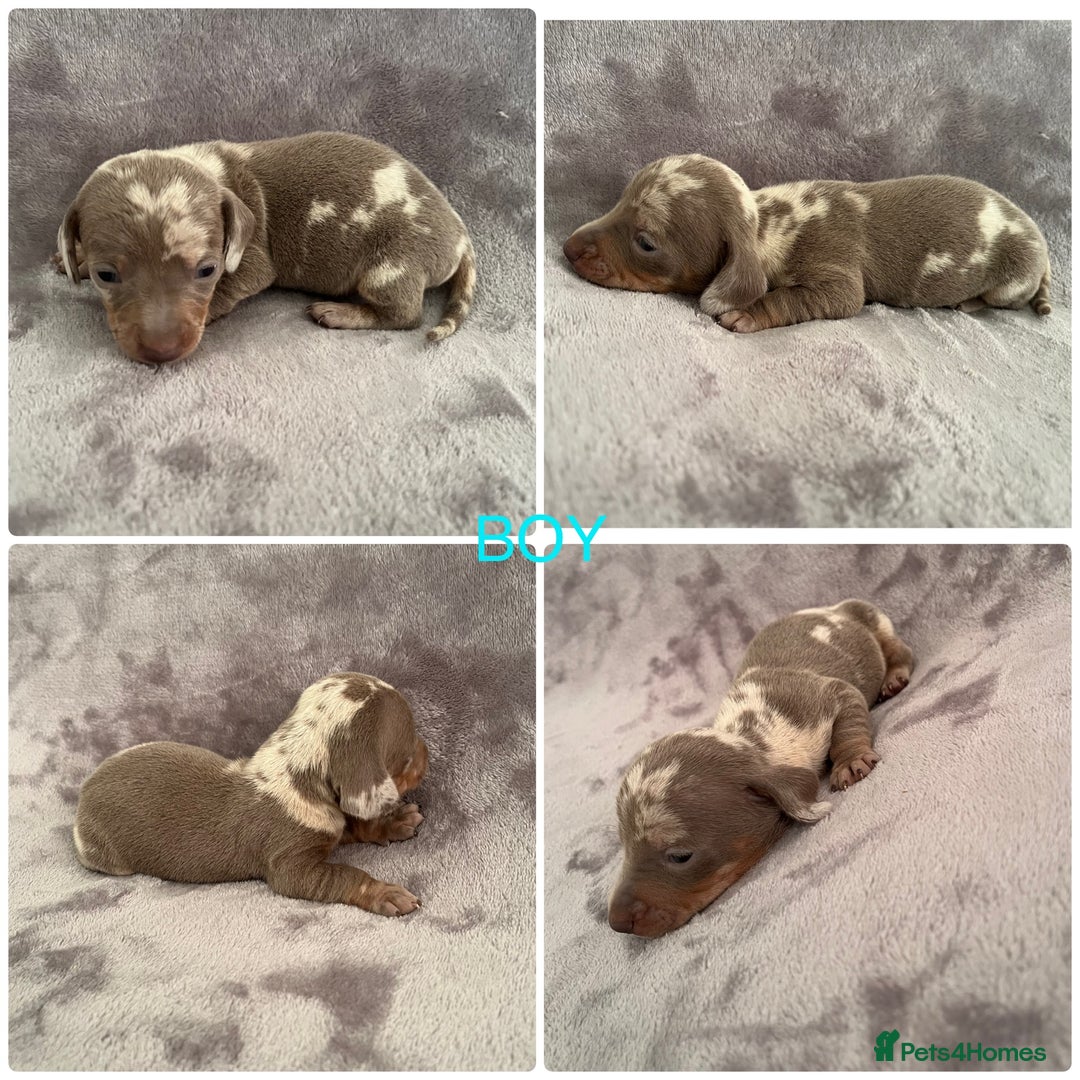 Miniature Dachshund dogs for sale: *ISABELLA DAPPLE MINATURE DACHSHUND PUPPIES* - Advert 5