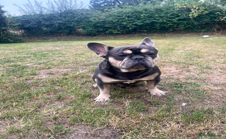 French Bulldog dogs - Advert 3