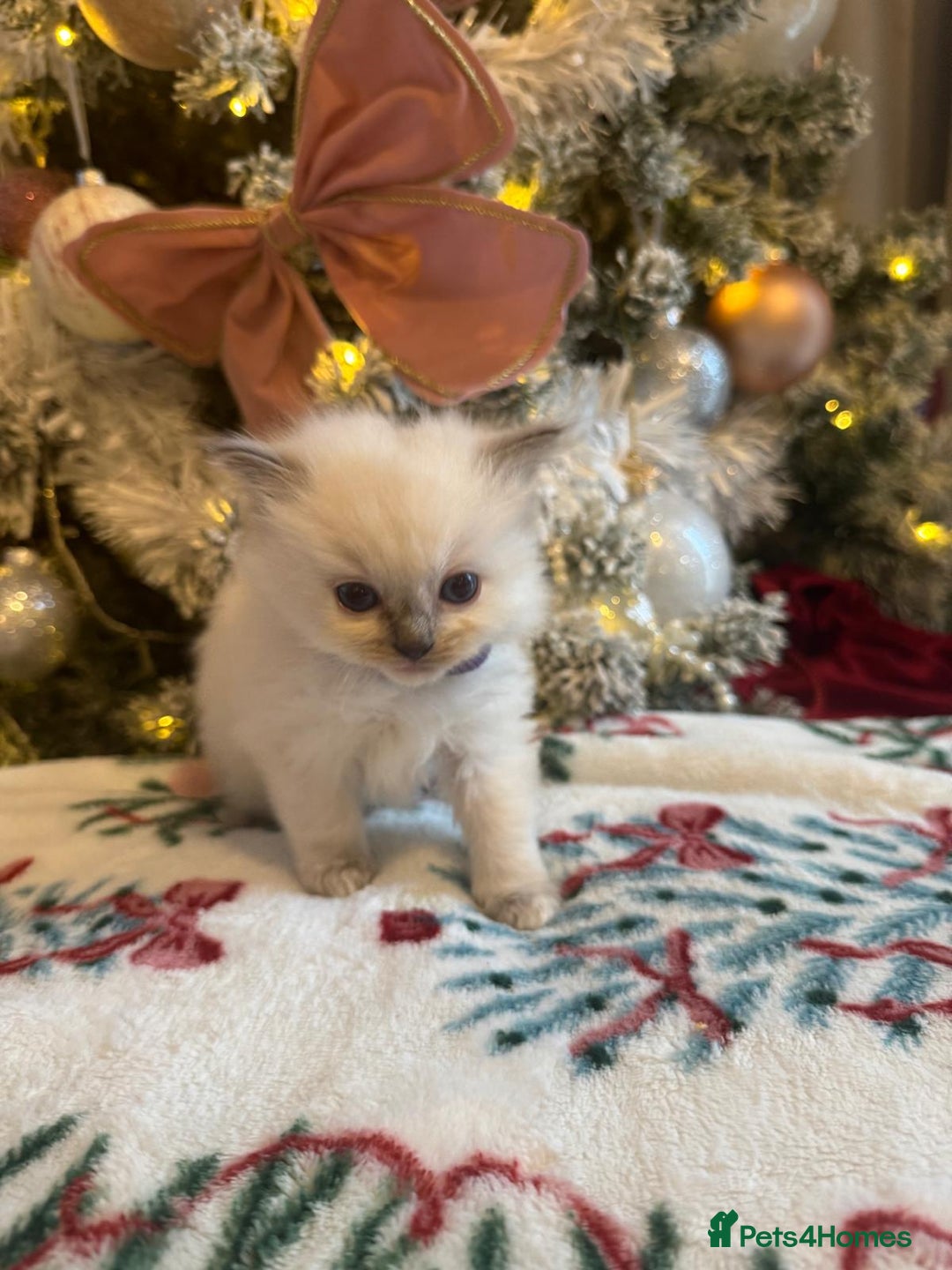 Ragdoll cats for sale: Purebred Ragdolls for sale - Advert 3