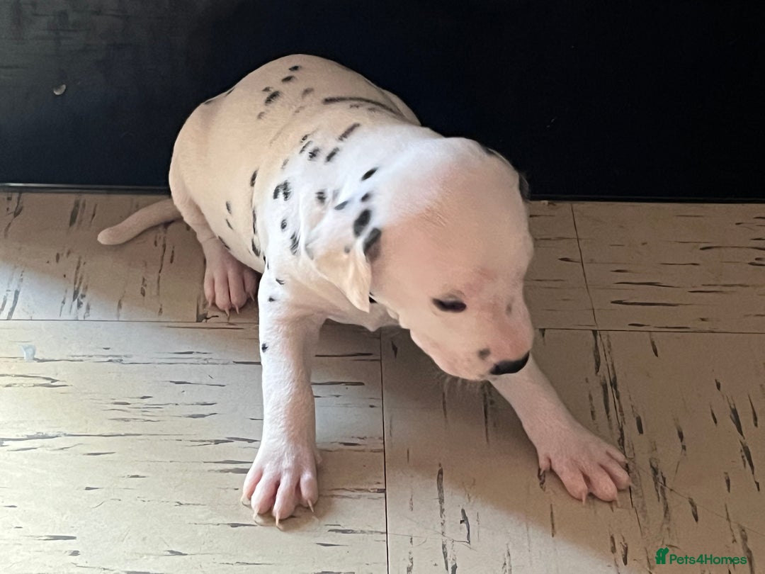 Dalmatian dogs for sale: Dalmatian puppies - Image 5