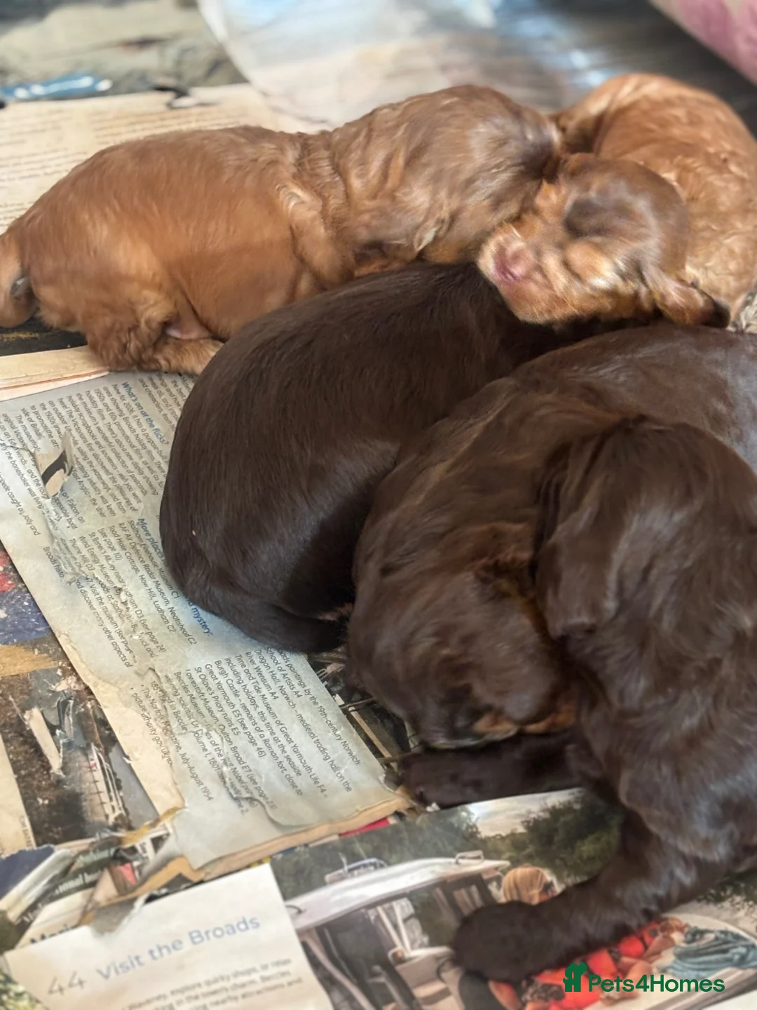 Cocker Spaniel dogs for sale: Show cocker spaniels kc reg pups ready 14 th June  - Advert 1