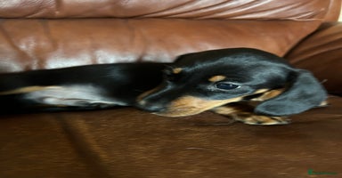 Miniature Dachshund dogs - Advert 10