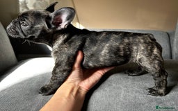 French Bulldog dogs for sale: KC, standard colours French Bulldog puppies🐾 - Image 37