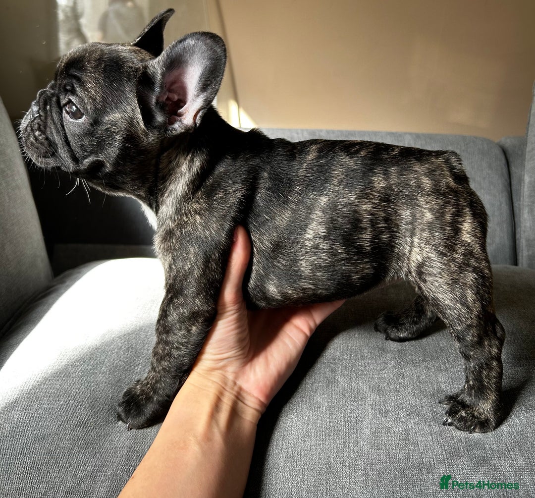 French Bulldog dogs for sale: KC, standard colours French Bulldog puppies🐾 - Image 37