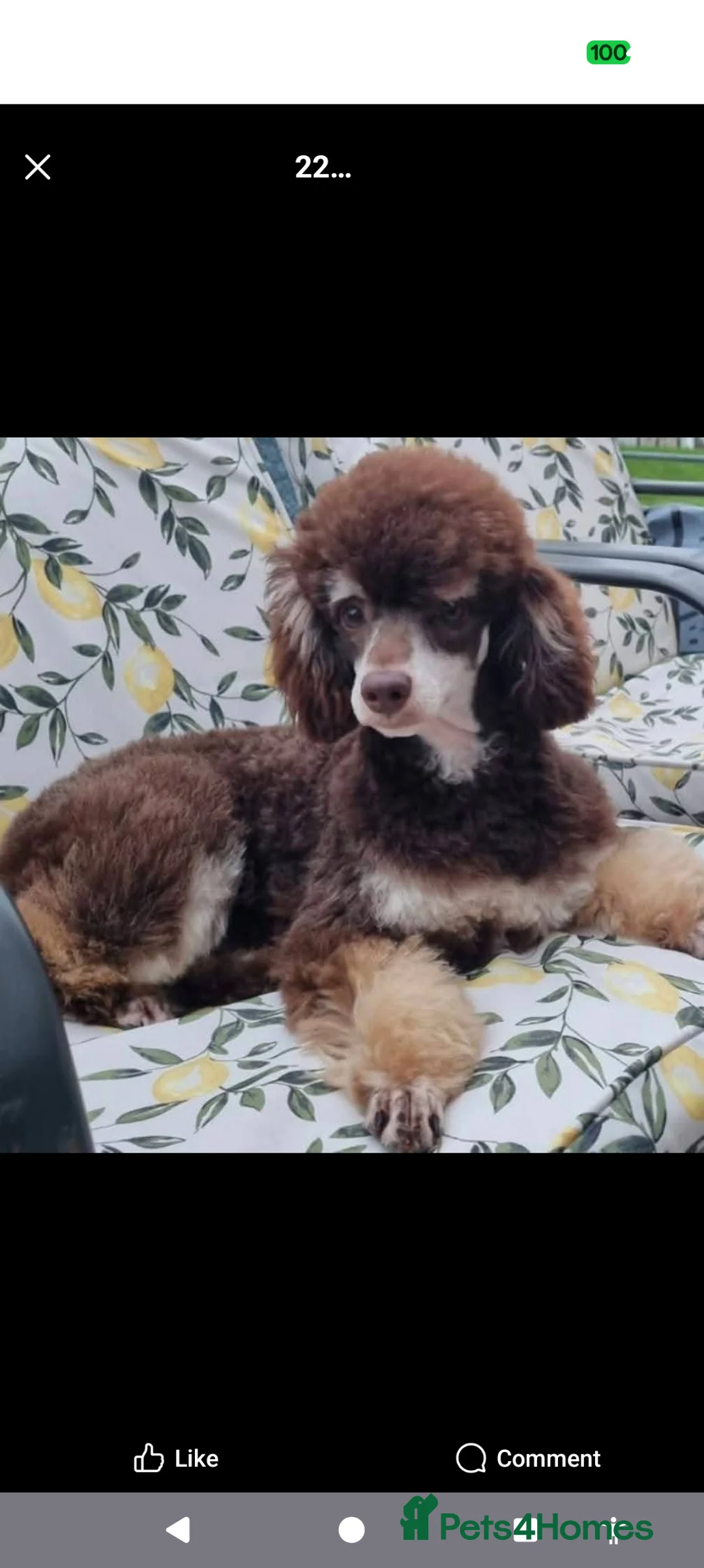 Toy Poodle dogs for sale: Stunning KC Reg Toy Poodle Puppies  - Advert 22