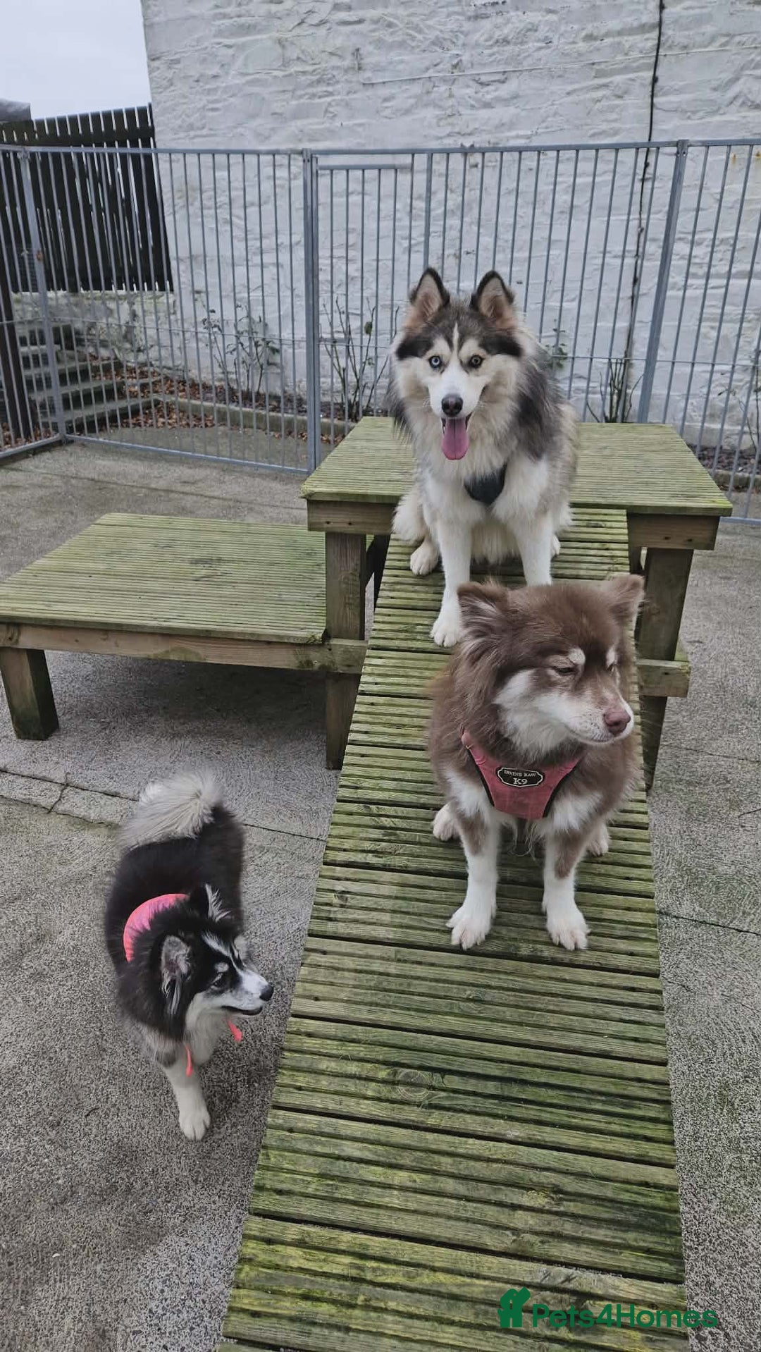 Pomsky dogs for sale: Beautiful Luna - Advert 3