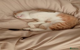 Scottish Fold cats for adoption: [Indoors Only] Oliver - A lovely & cuddly boy - Image 5