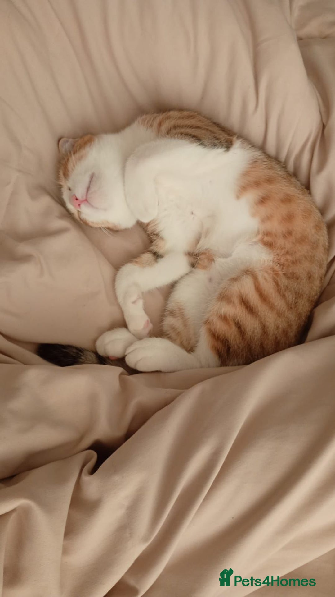Scottish Fold cats for adoption: [Indoors Only] Oliver - A lovely & cuddly boy - Image 5