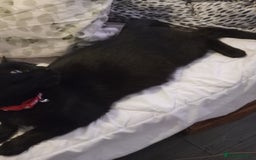 Mixed Breed cats for sale: 3 beautiful kittens - Image 4