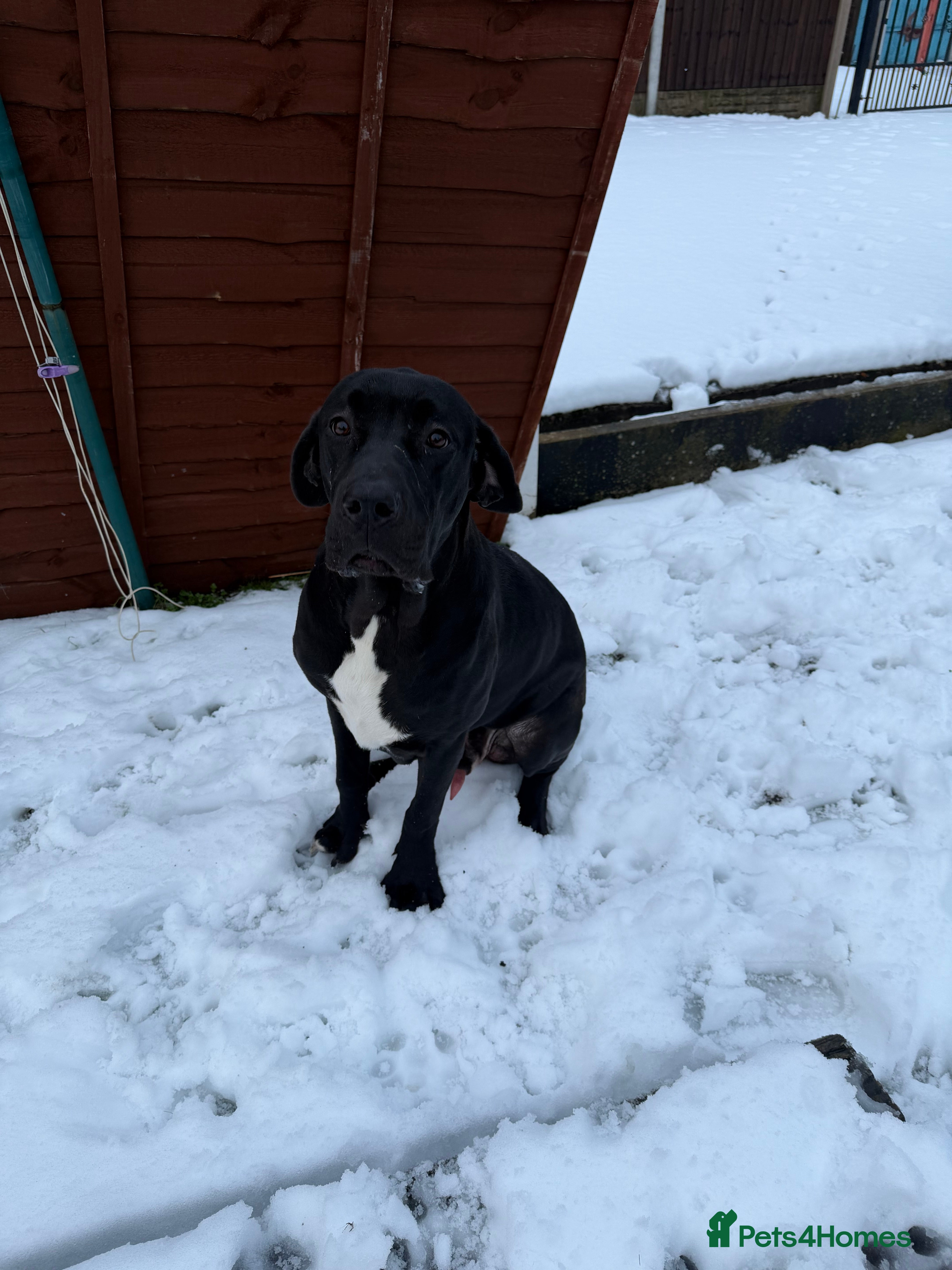 Mixed Breed dogs 9 month old Great Dane x cane corso  - Advert 1