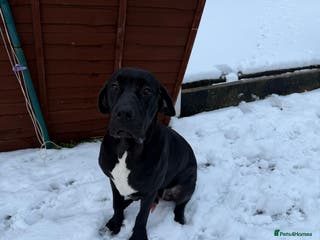 Mixed Breed dogs 9 month old Great Dane x cane corso - Advert 2