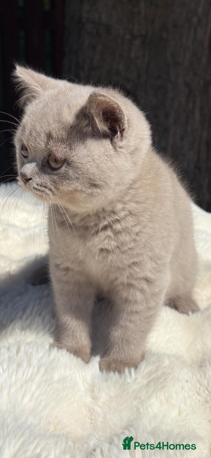 British Shorthair cats British shorthair kittens for sale. - Advert 1