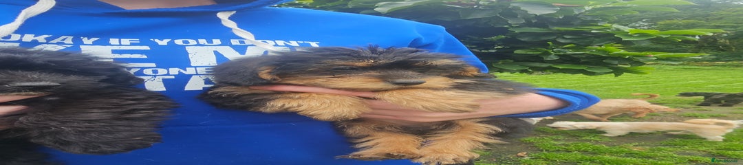 Mixed Breed Puppy 4