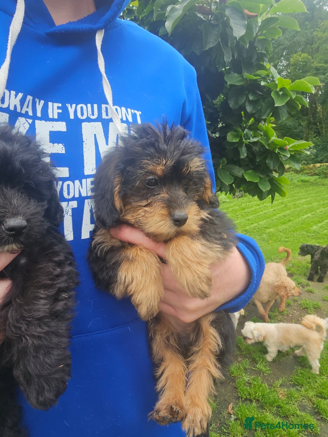 Mixed Breed dogs for sale: Chorkie x poodle pups - Image 5