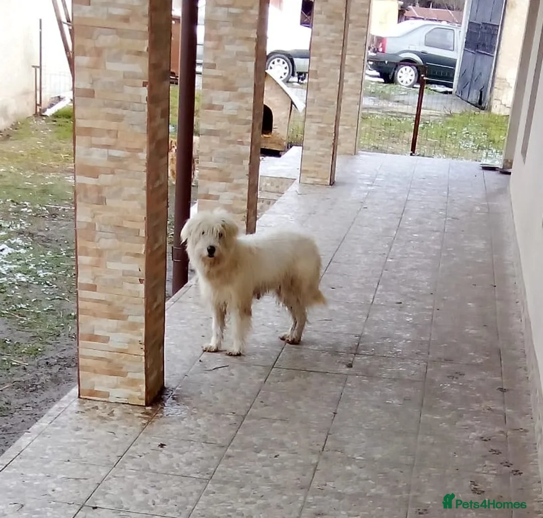 Mixed Breed dogs for adoption: ✨HIT BY A VEHICLE — LEFT FOR DEAD — CHOSE TO LIVE✨ - Advert 2