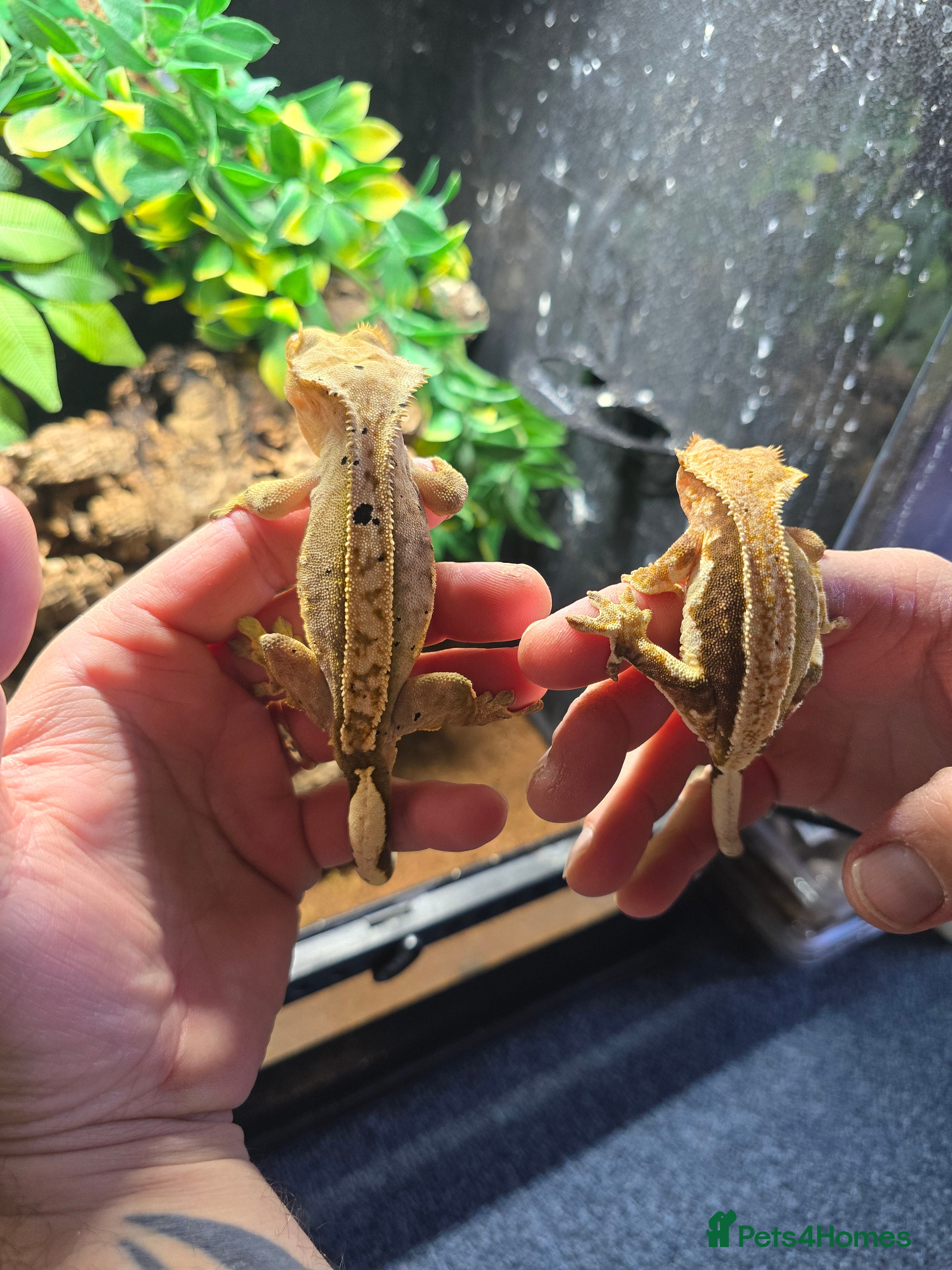 Gecko reptiles Breeding pair of crested geckos  - Advert 23