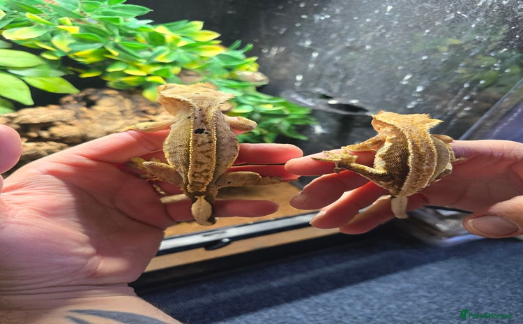 Gecko reptiles - Advert 1