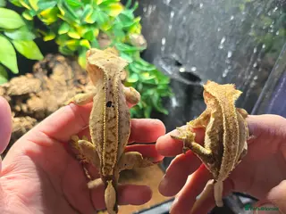 Gecko reptiles Breeding pair of crested geckos - Advert 17
