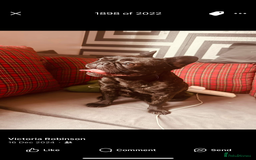 French Bulldog dogs for sale: Missy the Frenchie - Image 1