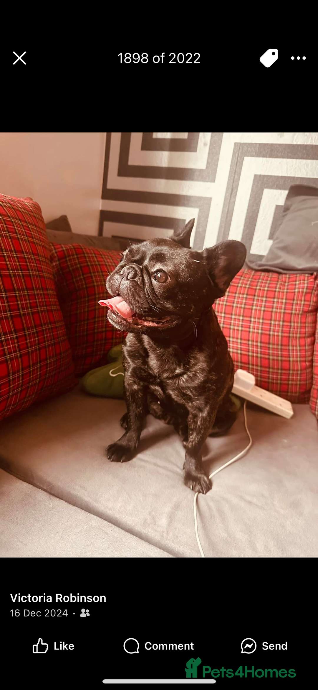 French Bulldog dogs for sale: Missy the Frenchie - Image 1