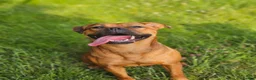 Mixed Breed dogs for sale: Maple Looking for a 5* Home in Gatwick - Advert 2