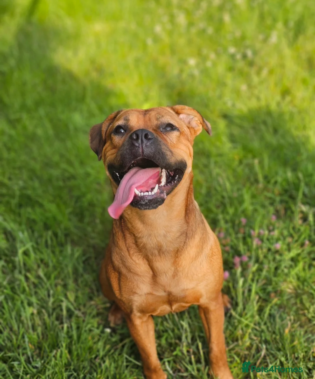 Mixed Breed dogs for sale: Maple Looking for a 5* Home in Gatwick - Advert 2
