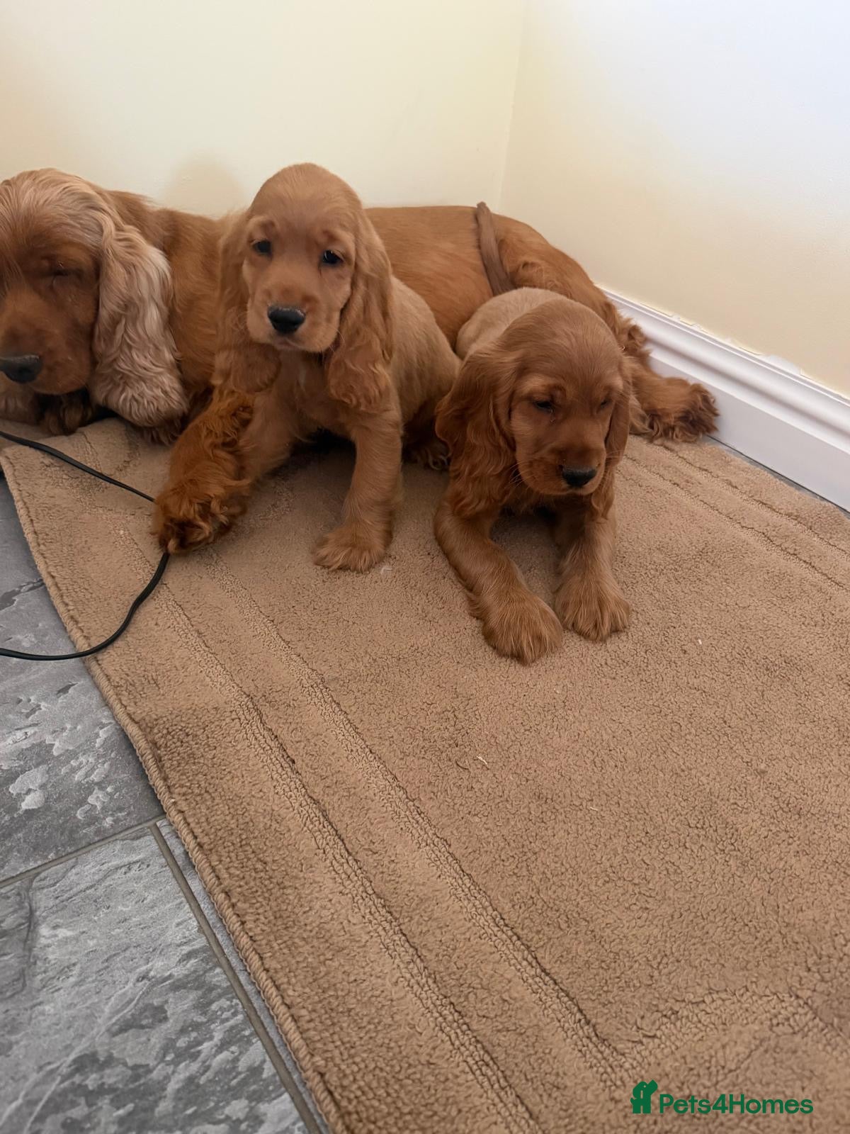 Cocker Spaniel dogs OUTSTATION GOLDEN SHOW TYPE COCKER SPANIEL  - Advert 11