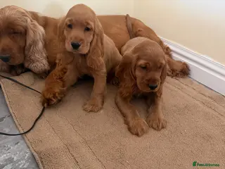 Cocker Spaniel dogs OUTSTATION GOLDEN SHOW TYPE COCKER SPANIEL - Advert 16