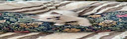 Ragdoll cats for sale: Gccf Anne Baker lines champion Ragdoll kittens  - Advert 13