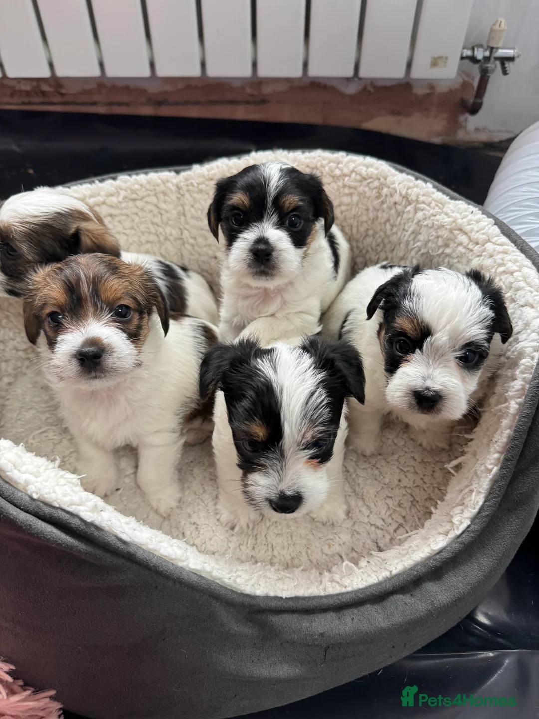 Mixed Breed dogs for sale: Parson Russell X mini Biewer rough coated pups  - Advert 3