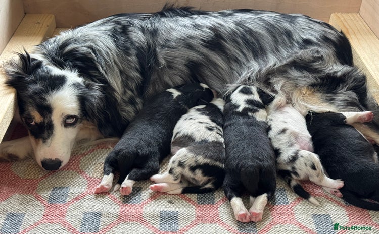 Border Collie dogs - Advert 11