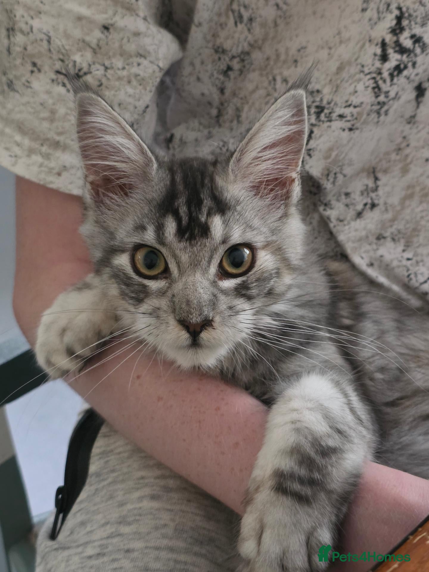 Maine Coon cats 😊LAST TICA registered girl 😊  - Advert 1