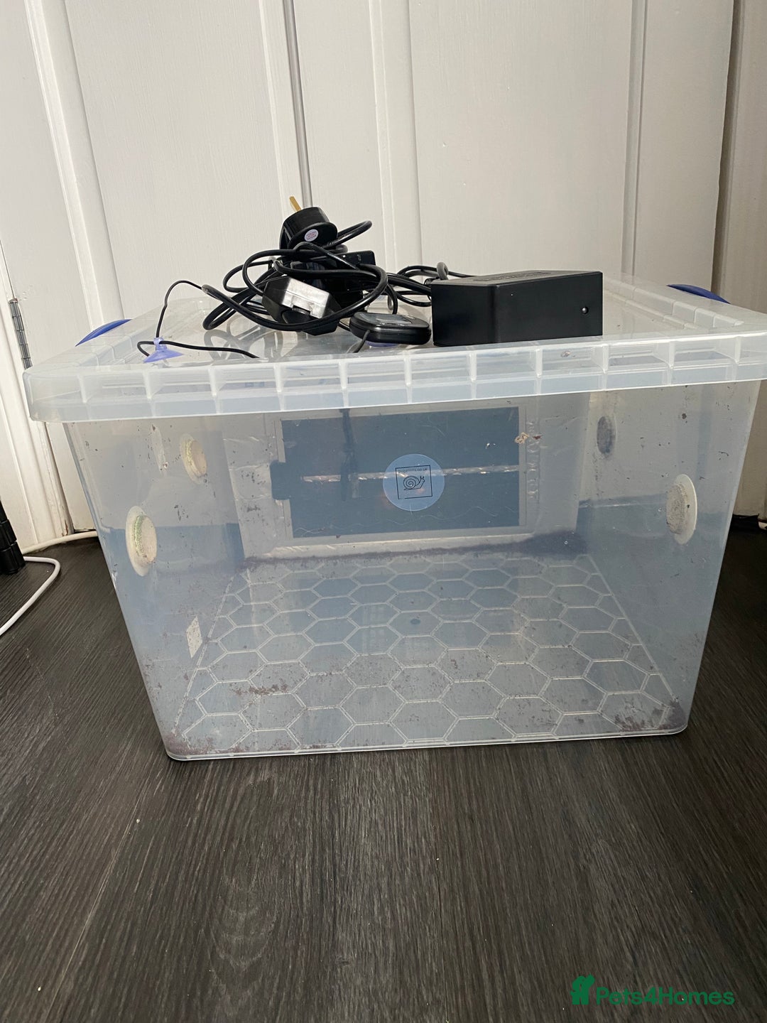 Snails invertebrates for sale: Giant African land snails and enclosure - Image 8