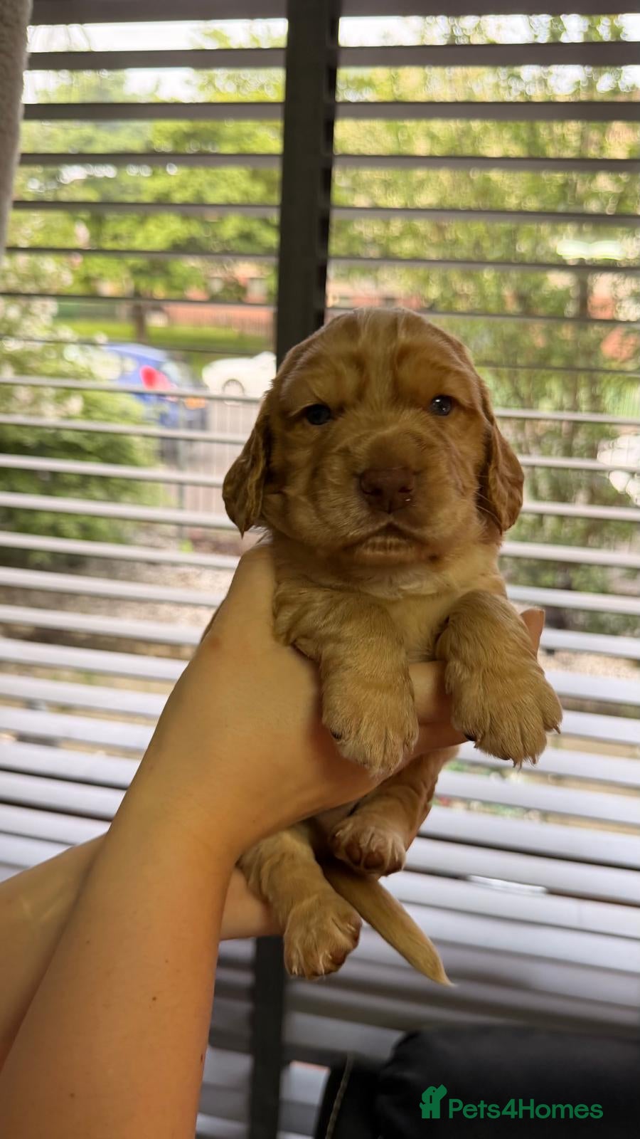 Cocker Spaniel dogs for sale: KC Reg Working Cocker Spaniel Pups ** 1 Boy Left** - Advert 23
