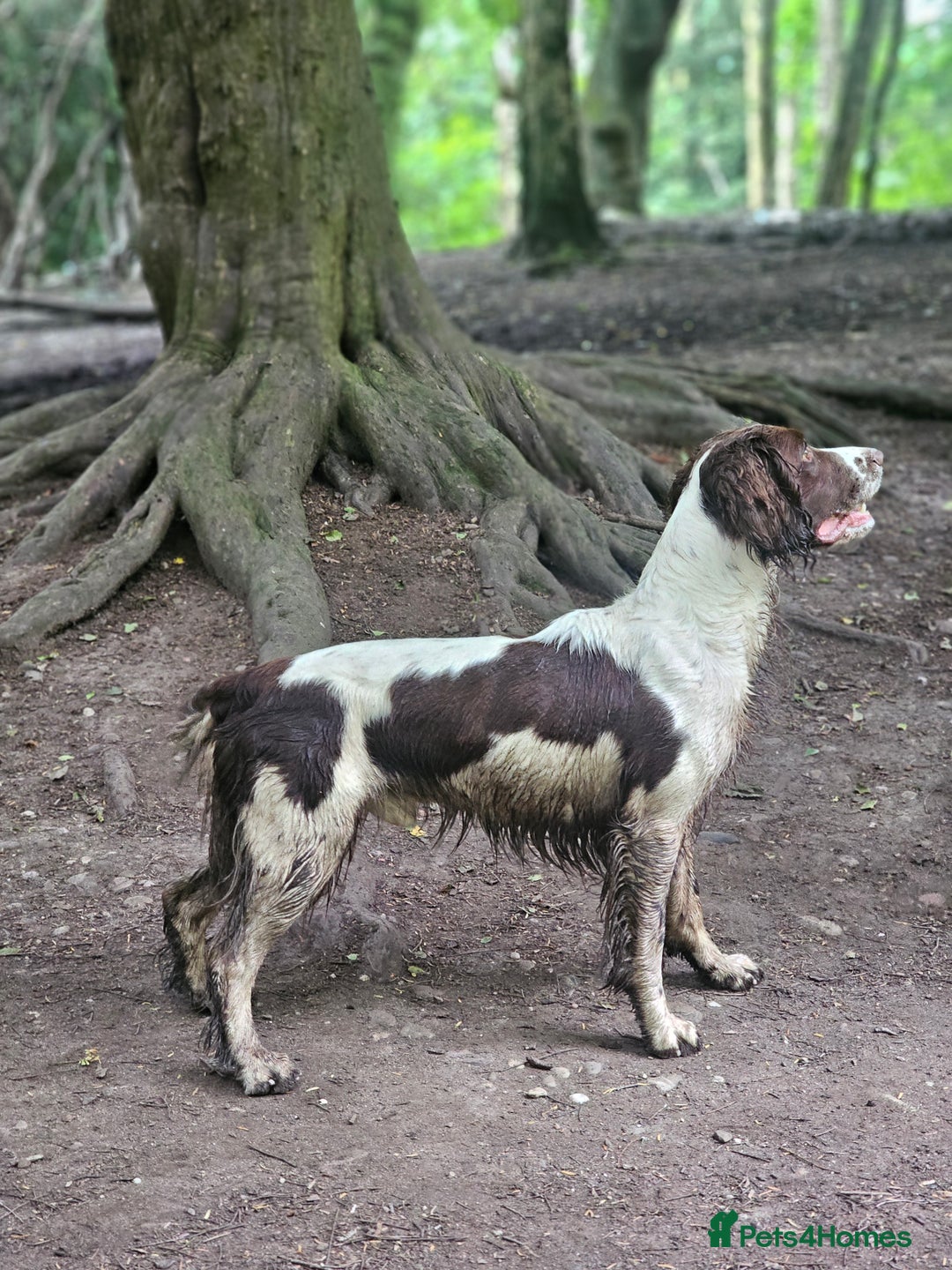 English Springer Spaniel dogs for stud: English Springer Spaniel Stud in Derby - Advert 15