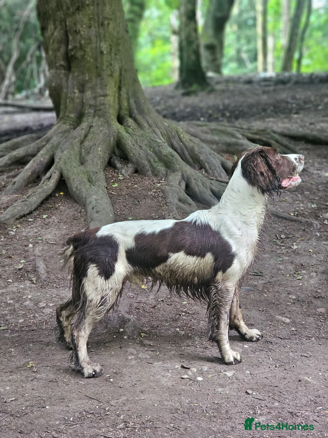 English Springer Spaniel dogs for stud: English Springer Spaniel Stud in Derby - Advert 15