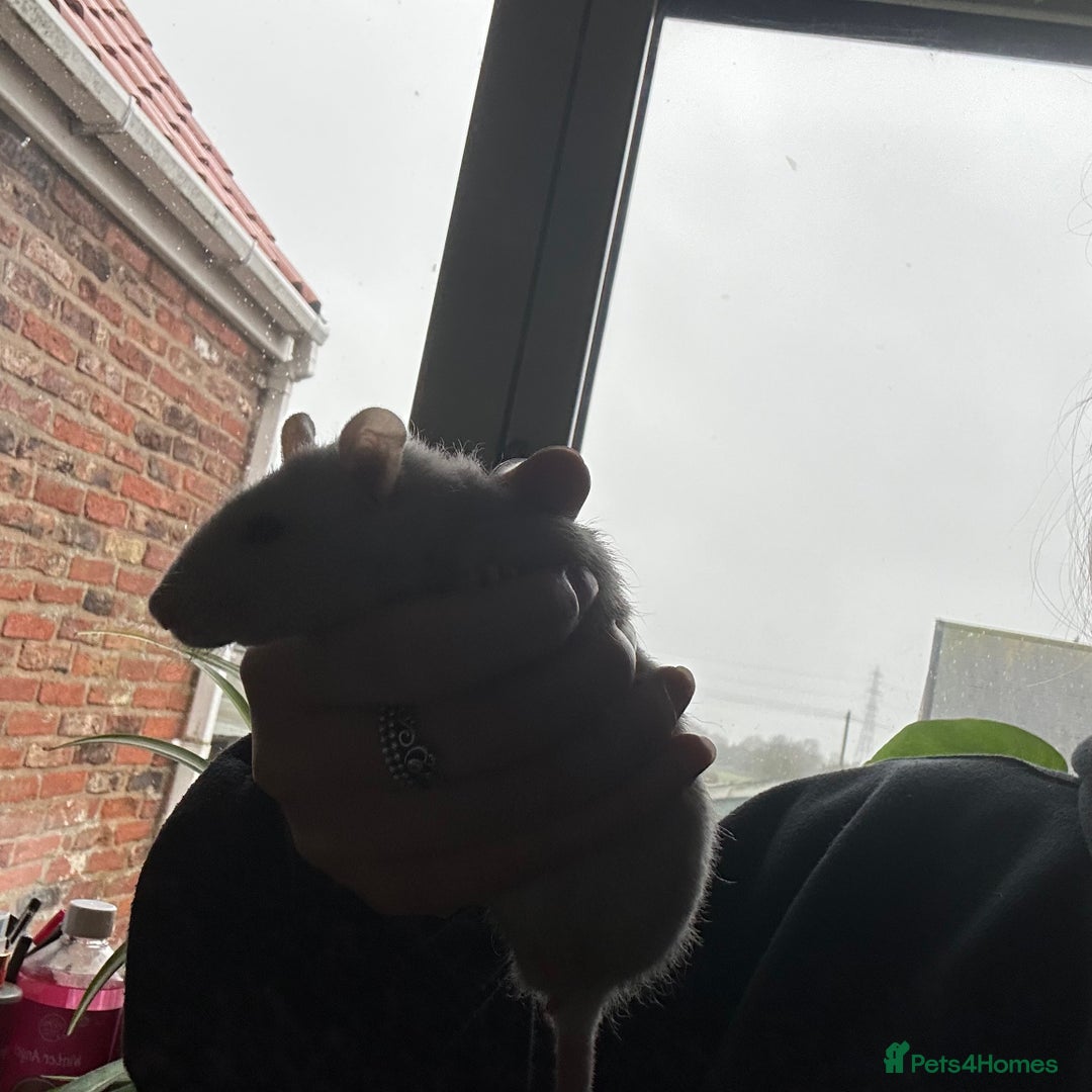 Rat rodents for sale: two friendly girls for sale 🩷 - Advert 7