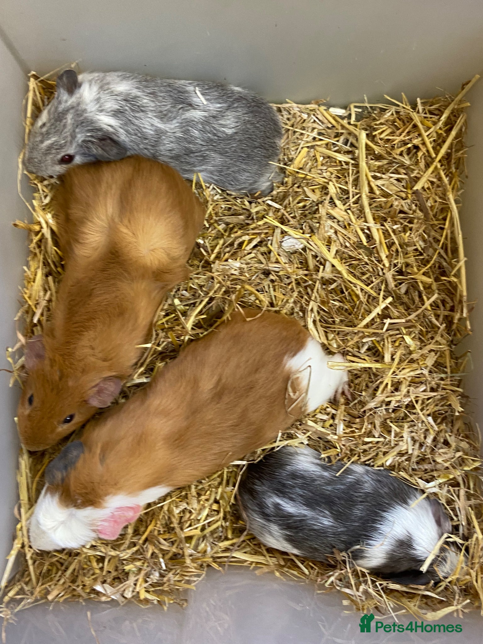 Guinea Pig rodents Baby Male Guinea Pigs - Advert 14