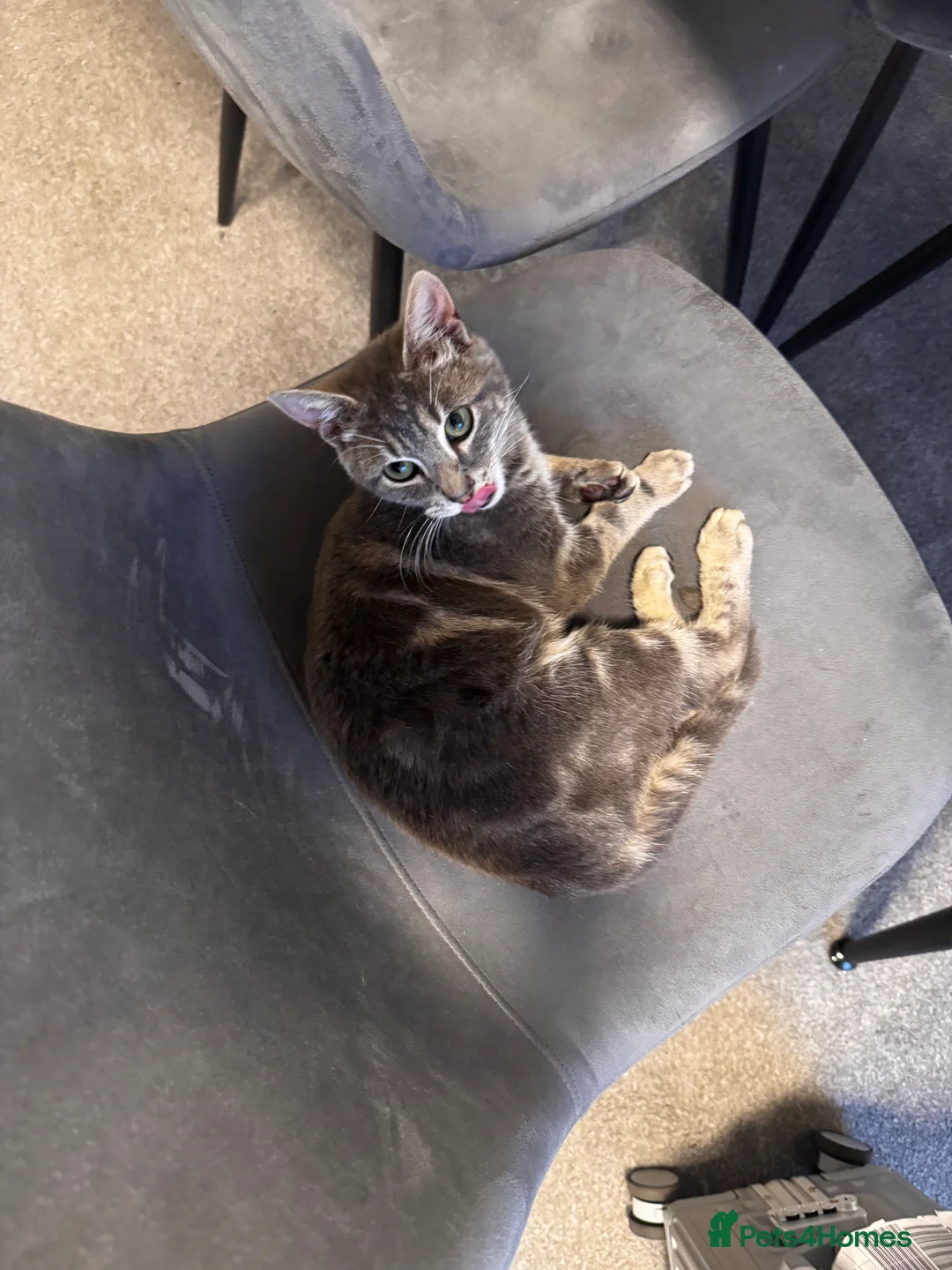Bengal cats for sale: Bengal kitten  in Canterbury - Advert 2