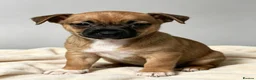 Jack Russell dogs for sale: Pedigree Miniature Jack Russel terrier  - Advert 6